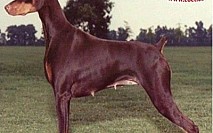 Doberman 3 Doberman 3